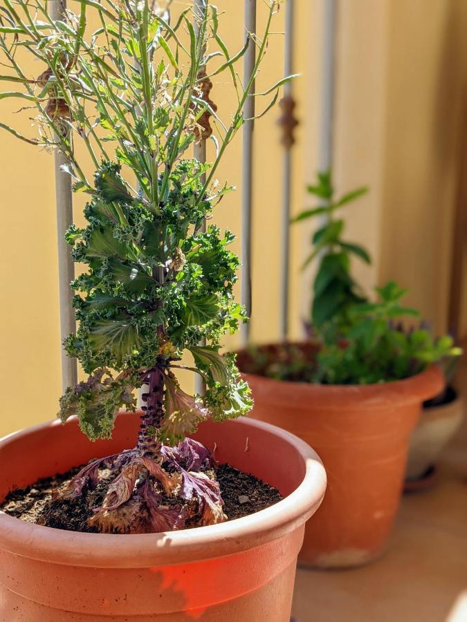B&B A Casa Di Angela Trapani Eksteriør bilde